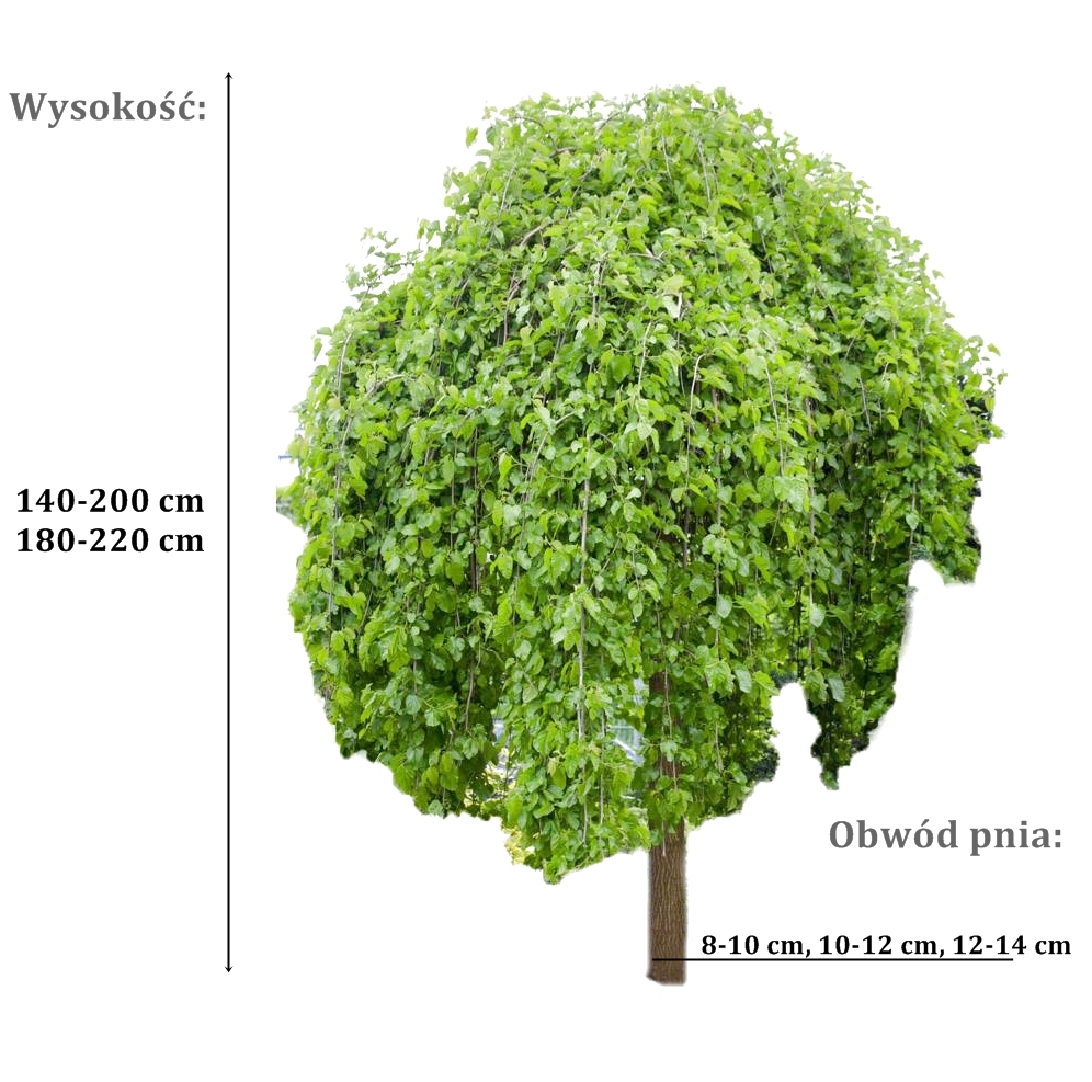 morwa pendula - duze sadzonki drzewa o roznych obwodach pnia